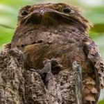 great_potoo