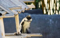 image of guenon