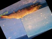 image of fish