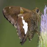 image of animal