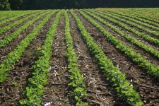image of fruit_and_vegetable