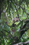 image of capuchin