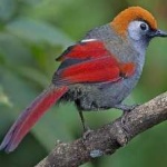 image of bird