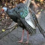 image of ocellated_turkey #28