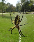 image of garden_spider