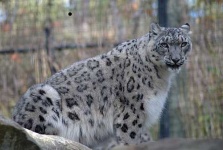 image of snow_leopard
