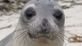 image of animal