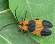 image of lacewing