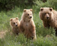 image of ice_bear