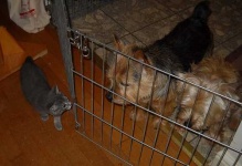 image of norwich_terrier