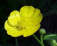 image of flower