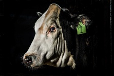 image of animal