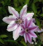 image of clematis #14