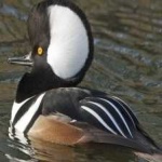 image of bird
