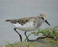 image of sandpiper #14