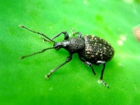 image of weevil
