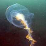 image of animal