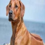 image of animal