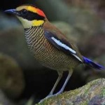 image of bird