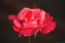 image of rose #13