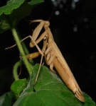 image of mantis