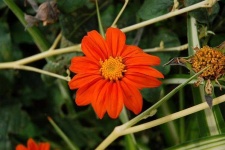 image of flower
