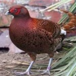image of bird