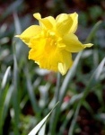 image of flower