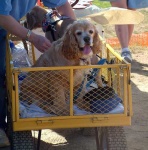 image of cocker_spaniel