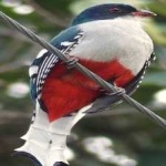 image of cuban_trogon #22