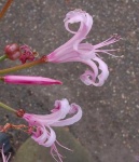 image of flower