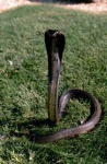 image of indian_cobra