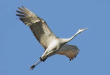 image of crane