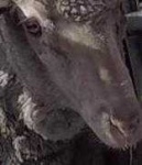 image of animal