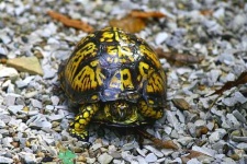 image of box_turtle