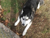 image of siberian_husky