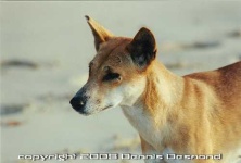 image of dingo