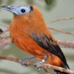 image of bird