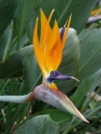 image of flower