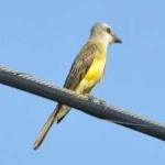image of bird
