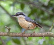 image of animal