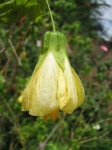 image of flower
