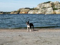 image of boston_bull