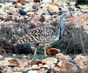 image of bustard