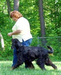 image of gordon_setter #17