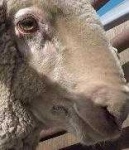 image of animal
