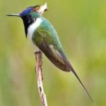 image of bird