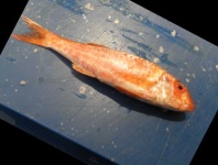 image of fish