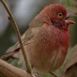 image of bird