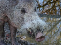 image of animal